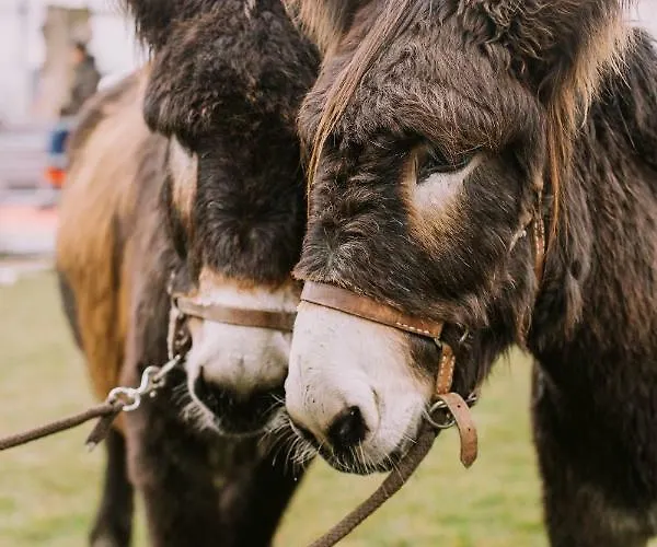 Casa Do Regedor 乡村民宿